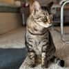 Ortensia sucht neues Zuhause