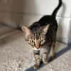 Ortensia sucht neues Zuhause