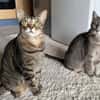 Ortensia sucht neues Zuhause