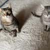 Ortensia sucht neues Zuhause