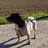 Lennox - der kleine Jagdhund