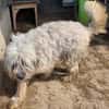 Herdenschutzhund Zorba sucht zu Hause