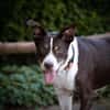 Cayo, 5 Jahre, sucht passenden Deckel