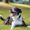 Cayo, 5 Jahre, sucht passenden Deckel
