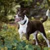 Cayo, 5 Jahre, sucht passenden Deckel