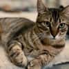 Rancho, behutsames Katerchen,1J in 83064