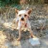 Yorkie Mädchen Soli sucht ein Zuhause
