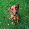 Lola - 2 Jahre - sucht ihren Platz