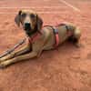 Lola - 2 Jahre - sucht ihren Platz