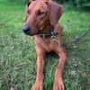 Lola - 2 Jahre - sucht ihren Platz