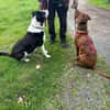 Lola - 2 Jahre - sucht ihren Platz