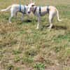 Ringo ein toller Podenco Mix sucht