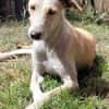 Ringo ein toller Podenco Mix sucht