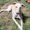 Ringo ein toller Podenco Mix sucht