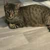 Dori sucht ein liebevolles Zuhause