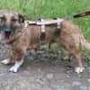 Bobby, unser süßer Schmusehund