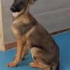 Bella lieber Welpe sucht Sie Ho