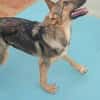 Bella lieber Welpe sucht Sie Ho