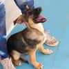 Bella lieber Welpe sucht Sie Ho