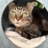 BERLIOZ
