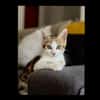 Bart [Chaton]