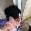 Arlo " En cours d'adoption"