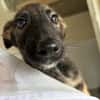 Azur "En cours d'adoption"