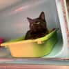 Jumpy [Chaton]