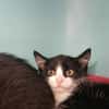 ROBINE