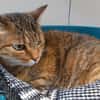 LILI (réservée) QCT