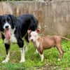 YELLOW le petit bellot
