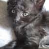 PEPPER (EX MERLOT)