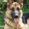Sancho