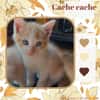 Cache-Cache