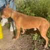 Silvestre
