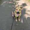 Rambo sucht ein Zuhause