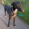 Talco liebenswerter junger Galgo 6/24 DE