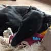 Talco liebenswerter junger Galgo 6/24 DE