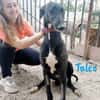 Talco liebenswerter junger Galgo 6/24 DE
