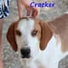 Cracker treuer Begleiter 10/21 DE PS
