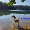 Cracker treuer Begleiter 10/21 DE PS