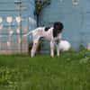 Onyx  Ein 6er im Lotto