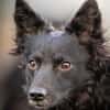 Girica kroatischer Schäferhund Hündin