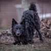Girica kroatischer Schäferhund Hündin