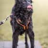 Girica kroatischer Schäferhund Hündin
