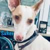 Suker freundlich und verschmust 03/21 DE