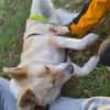 🆘 HERMES in 23847 sucht DRINGEND🆘