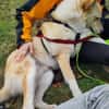 🆘 HERMES in 23847 sucht DRINGEND🆘