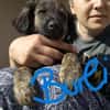 5 Hundekinder  ca 30-40 cm