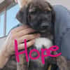 5 Hundekinder  ca 30-40 cm